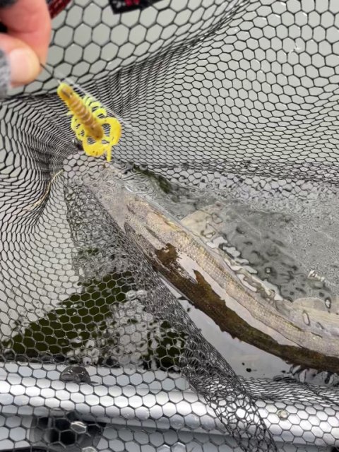 Gedde på finesse dropshot-fiskeri - High5Lures High5 Craw