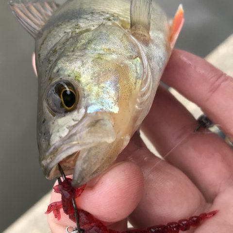 vonåen dropshot aborre westin daiwa perch barsch