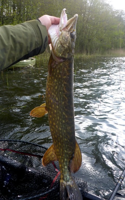 gedde premiere fiskeri flydering highrider