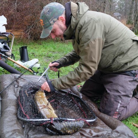 gedde fiskeri levende agn lystfiskeri mose hecht pike