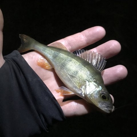 aborre medefiskeri østjylland natfiskeri