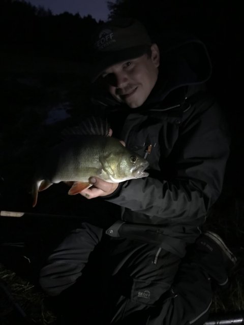 aborre i mørket - perch by night
