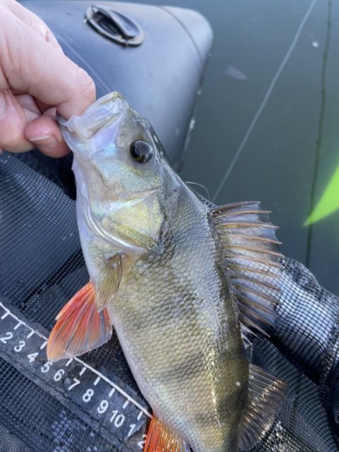 Dejlig sæt striber - årets største aborre?