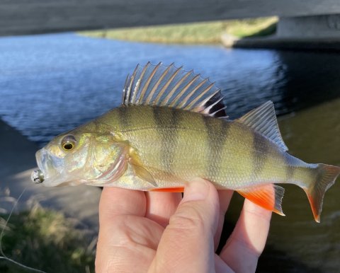 Ny bro - større stribede banditter