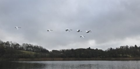 borbjerg møllesø geddefiskeri flydering high rider fluefiskeri