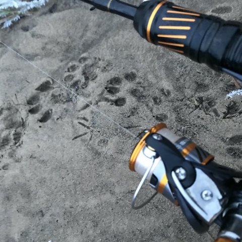 daiwa sportex hover å odder bækørred laks havørred