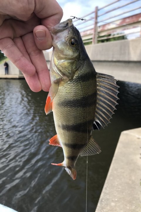 barsch perch Vestjylland