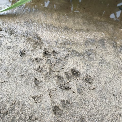 odder naturens rige hover å
