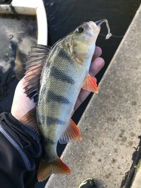 vonå aborre perch barsch vestjylland fiskeri