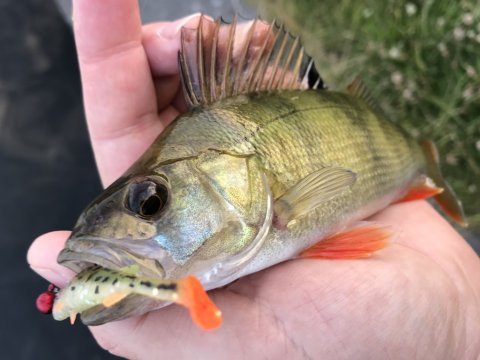 Stanley the stickleback aborre barsch