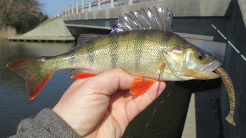 aborre vonå keitech swing impact