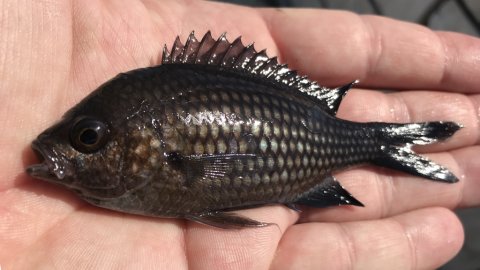 sivota harbour fishing angeln greece mediterranean fish