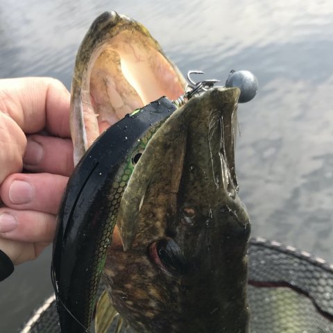 Borbjerg møllesø gedde fiskeri pigshad jr strike pro cwc