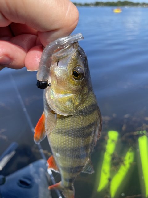 Sortstribede banditter i størrelse small