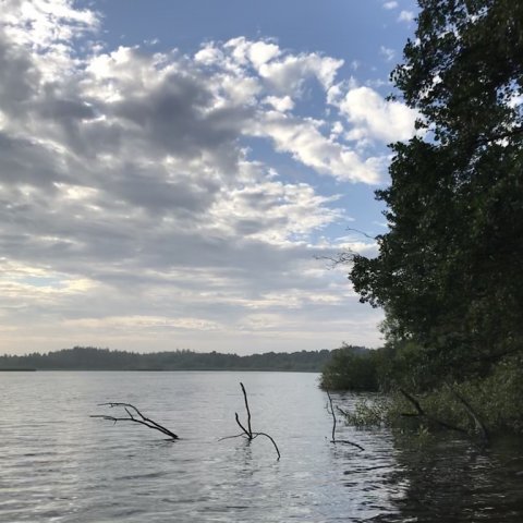 Udhængende træer og stammer i vandet - her skal aborren jages