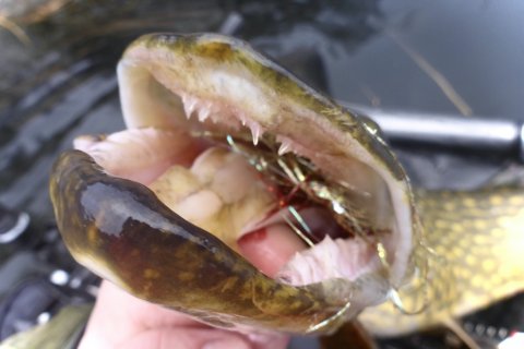 vision fly fishing gedde pike hecht stiff upper lip Borbjerg møllesø