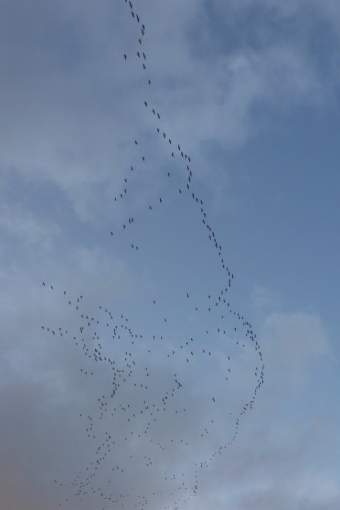 gæs vestjylland gedde fiskeri ringkøbing fjord