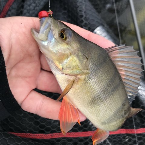 aborre fiskeri high rider 170 TRD