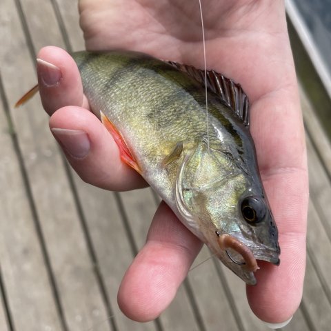 Årets første Vonå-aborre