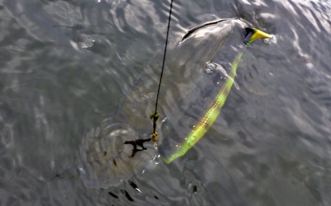 gedde premiere pigshad highrider flydering lystfiskeri