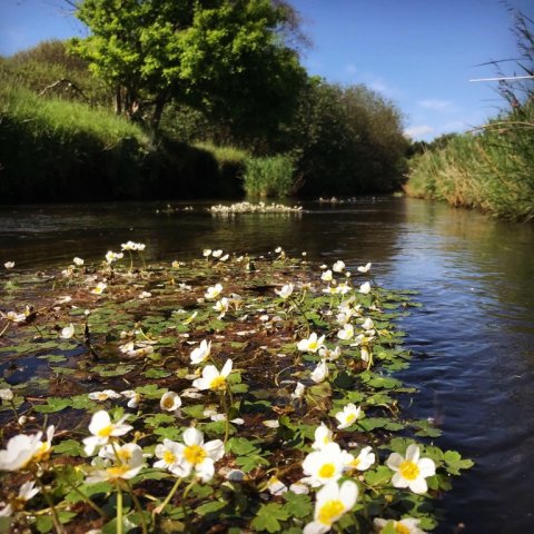 hover å vandranunkel bækøøred standplads small stream lystfiskeri vestjylland