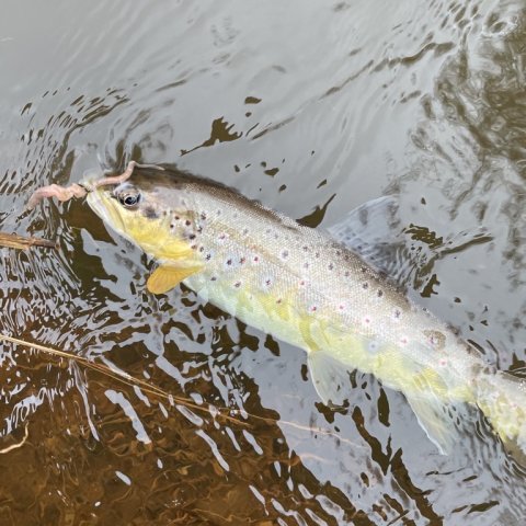 Dagens bækørred nr. 6 er klar til landing