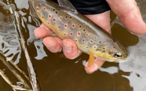 Bækørred i størrelse small