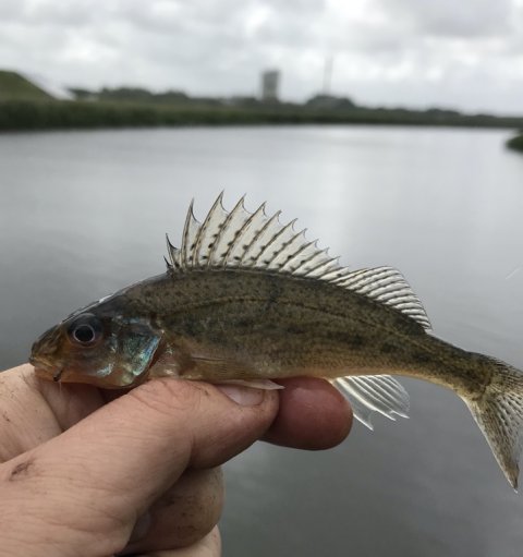 hork Vestjylland lystfiskeri ormefiskeri medefiskeri vonå