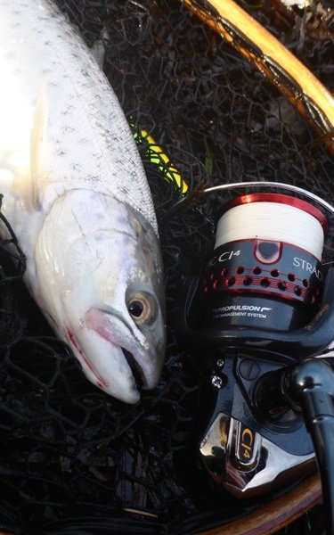 havørred limfjorden