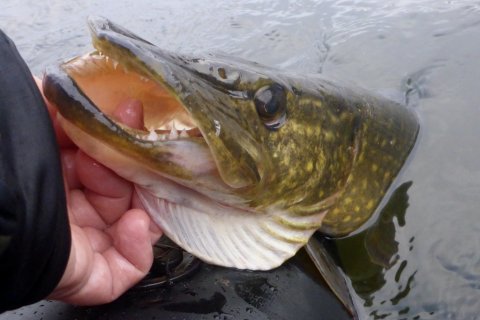 bellyboat gedde pike hecht vestjylland vision fly fishing pausefiskeren