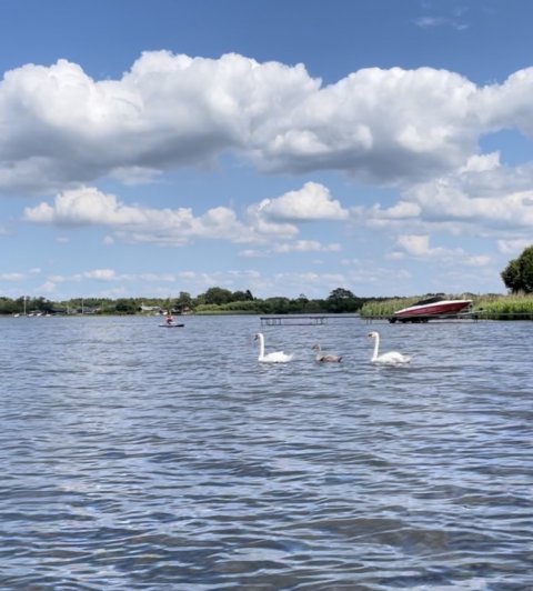 Svanepar med ælling på hedesøen