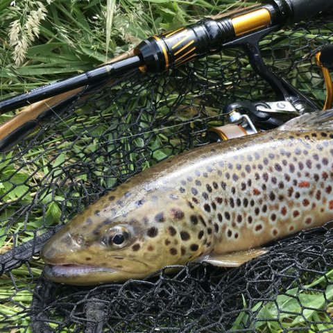 bækørred ulfiskeri hover å Vestjylland sportex daiwa