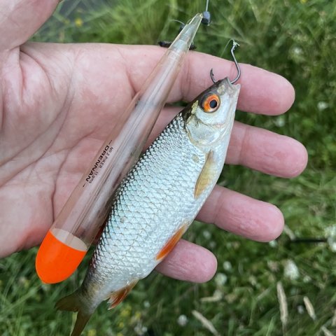 Klargøring til aborrefiskeri med skalle