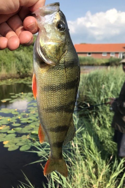 aborre fiskeri medefiskeri sø