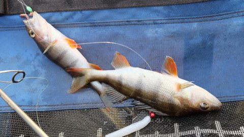 FiskeFoto.dk webredaktøren finder de første aborrer