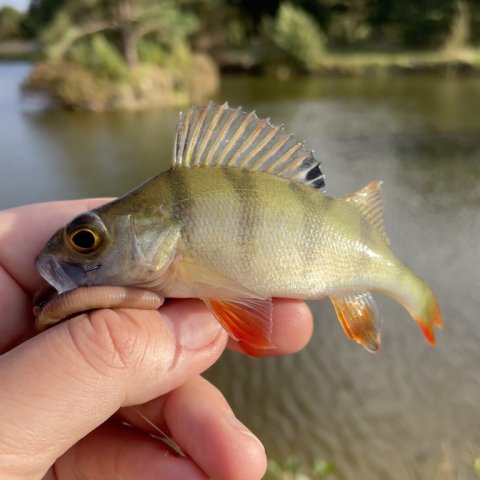 Endnu en lille stribet røver - Pausefiskerens 2. aborre