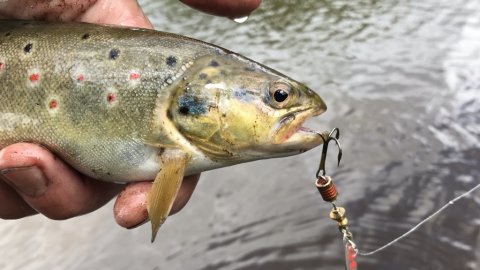 bækørred bachforelle Vestjylland ulfiskeri ulfishing lystfiskeri mepps aglia