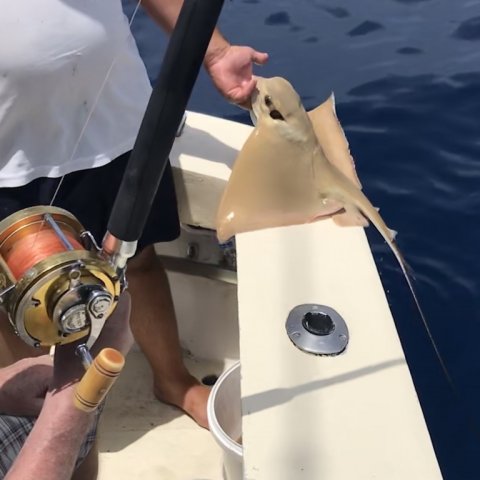 Belgisk fanget eagleray