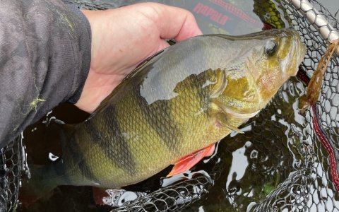 Catch and release - aborre på vej i det våde element igen