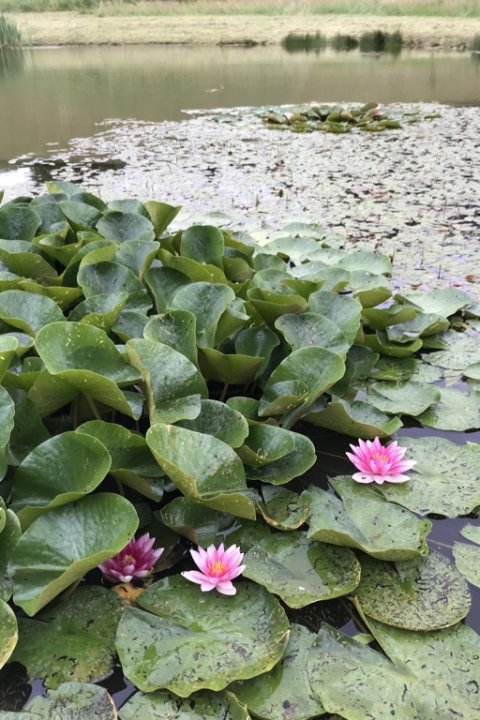 medefiskeri åkander i blomst