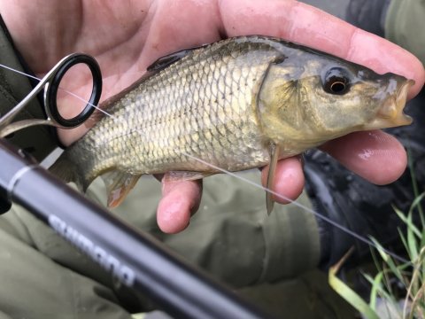 medefiskeri guldfisk karusse karpe