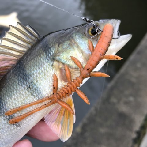 vonå ringkøbing aborre brasch perch dropshot