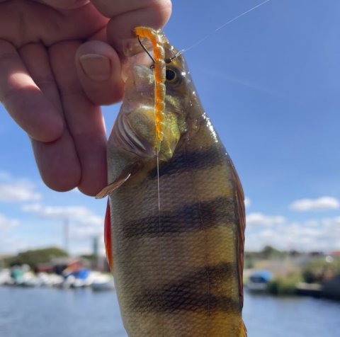 Westin Bloodteez - dagens sikre agn - aborre på gummi