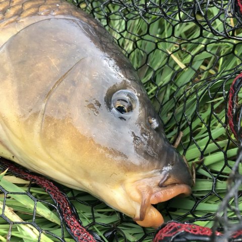 karpe fiskefoto.dk medefiskeri majs