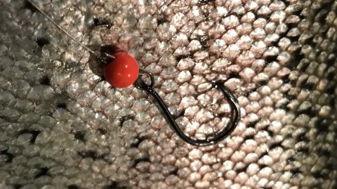 isfiskeri cheburashka loch nees put and take regnbueørred