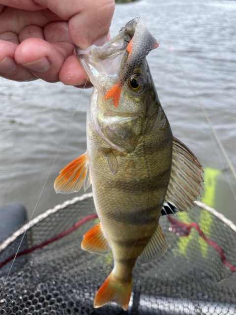 Perca fluviatilis - kroget på LMAB Finesse Filet