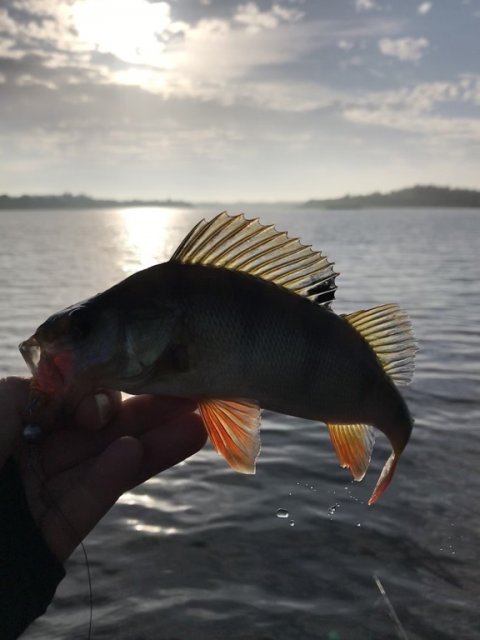 Aborre i silhuet - sommerfiskeri i den store sø