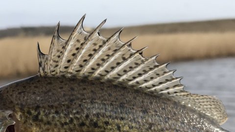 vonå hork rygfinne vestjylland fiskeri orm