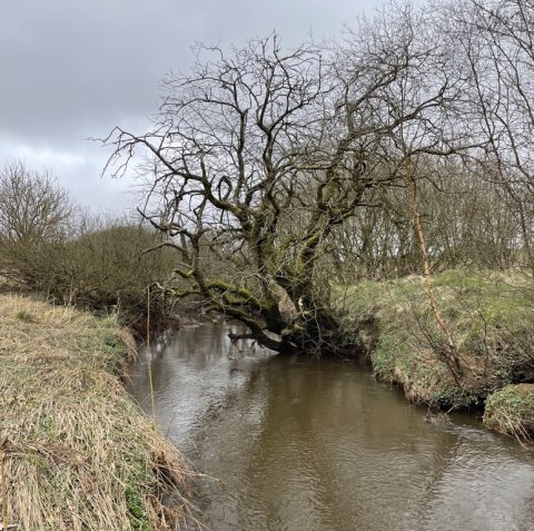 Kratluskeri i ådalen