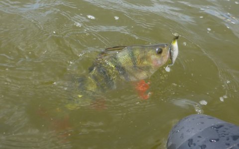 aborre fight vestjylland ringkøbing havn